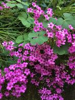 9 x oxalis of klavertje in pot in bloei, Ophalen, Vaste plant