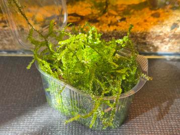 Javamos (Taxiphyllum barbieri) beschikbaar voor biedingen
