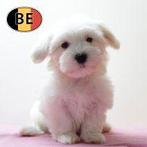 Lieve Maltezer puppy's te koop (Belgisch), Dieren en Toebehoren, België, Maltezer, Handelaar, CDV (hondenziekte)
