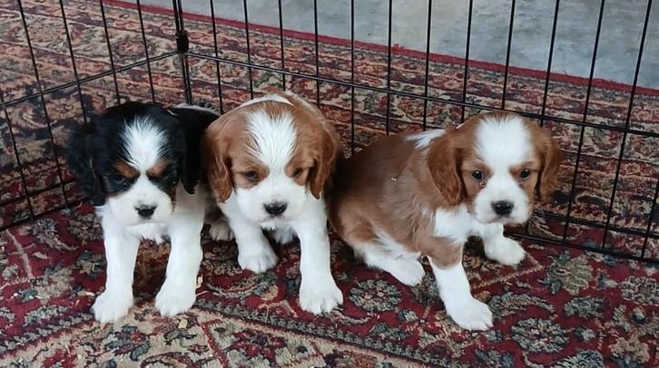 Cavalier King Charles Spaniel pups, Dieren en Toebehoren, Honden | Retrievers, Spaniëls en Waterhonden, Meerdere dieren, Overige rassen
