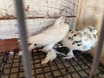 Hoogvliger en takla samen, Dieren en Toebehoren