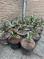 Trachycarpus Fortunei winterharde palmboom -18, Tuin en Terras, Planten | Bomen, Ophalen, Palmboom