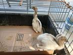 Poussin nandou, Ophalen, Nieuw, Overige typen