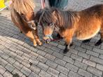 Twee mini ponys