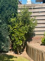Grote Australische laurier, Tuin en Terras, Ophalen
