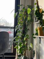 Monstera adansonii, Huis en Inrichting, Kamerplanten, Ophalen, Halfschaduw, In pot, 150 tot 200 cm
