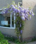 BLAUWE REGEN ("GLYCINE") 1 meter, REEDS VROEG BLOEMEN! 18€, Ophalen of Verzenden, Zomer, Vaste plant, Klimplanten