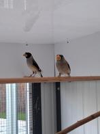 Chinese appelvinken, Dieren en Toebehoren