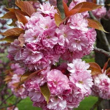 Japanse sierkers Kanzan - hoogstam beschikbaar voor biedingen