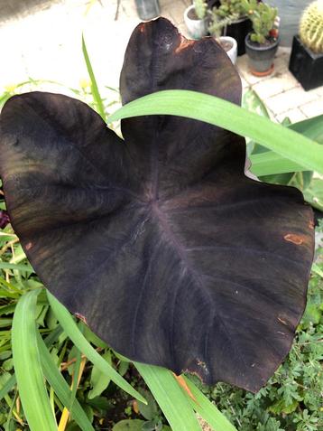 Colocasia esculenta ‘ Black Magic’/ olifantsoor beschikbaar voor biedingen