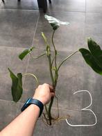 Philodendron Burle Marx 3, Ophalen of Verzenden
