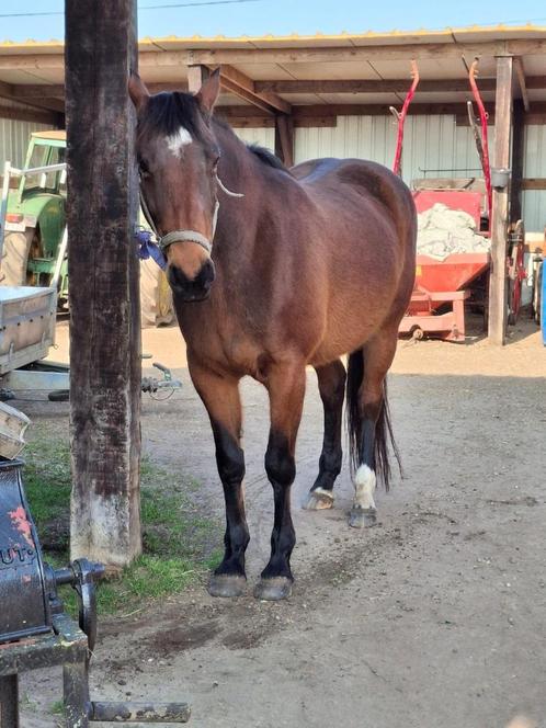 Goed thuis gezocht Voor een recreatiepaard, Dieren en Toebehoren, Paarden, Merrie, Niet van toepassing, 160 tot 165 cm, 11 jaar of ouder