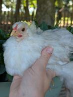Jong cochin kriel hennetje kleur bobtail, Dieren en Toebehoren, Vrouwelijk, Kip