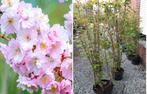 JAPANSE KERSENBOMEN 'COLT', MEERDERE STAMMEN, IN POT, 30€/st, Tuin en Terras, Planten | Tuinplanten, Vaste plant, Ophalen of Verzenden