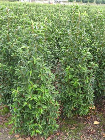 Prunus lusitanica angustifolia / Portugese laurier  beschikbaar voor biedingen