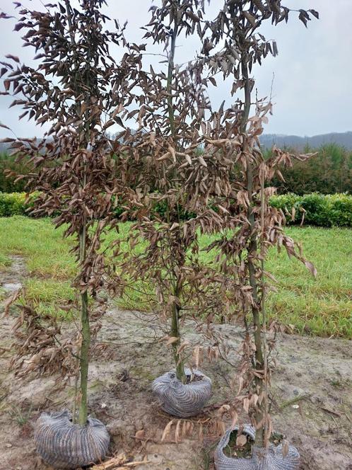 Haagbeuk of carpinus betulus, grote haagplanten, Tuin en Terras, Planten | Struiken en Hagen, Haag, Haagbeuk, 100 tot 250 cm, Ophalen