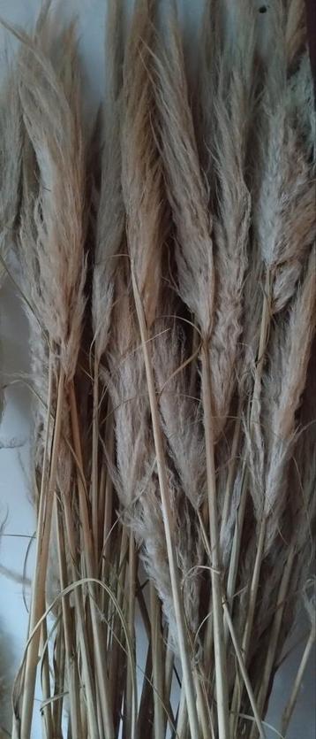 Pampas pluimen pampaspluimen decoratie  beschikbaar voor biedingen