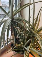 Grande Aloe vera (plus de 20 ans de vie), Enlèvement