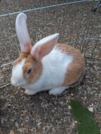 Handtamme konijnen, Dieren en Toebehoren, Konijnen, Hangoor