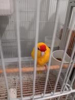 2 Kakarikis mannen, Animaux & Accessoires, Bagué