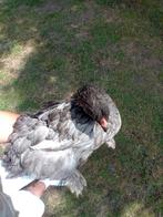 Brahma kip 3 maanden oud, Dieren en Toebehoren, Kip
