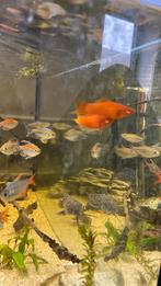 2 rode zwaarddragers, Dieren en Toebehoren