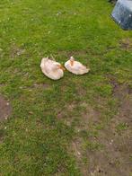 Eendjes pekingeend, Dieren en Toebehoren