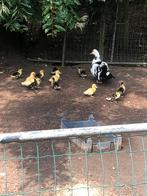 Barbie eenden, Dieren en Toebehoren, Pluimvee