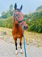 Recreatie ruin, Dieren en Toebehoren, Paarden, Ruin, Recreatiepaard