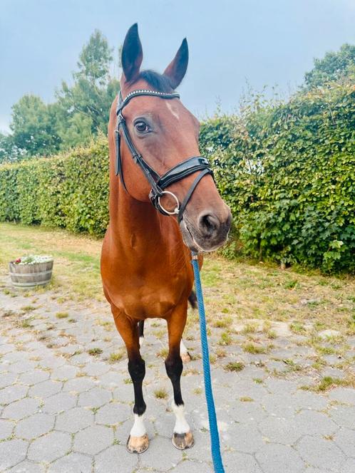 Recreatie ruin, Dieren en Toebehoren, Paarden, Ruin, Recreatiepaard