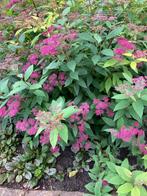 struik spirea, Autres espèces, Plein soleil, Été, Enlèvement