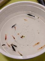 Kleurenmix neocaridina garnalen (15 voor 10), Kreeft, Krab of Garnaal, Zoetwatervis