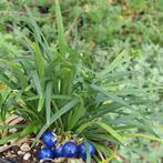 ophiopogon jap. minor  in pot     groenblijvend, Tuin en Terras, Ophalen