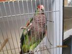 amazone, Dieren en Toebehoren, Vogels | Parkieten en Papegaaien, Tam