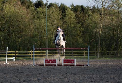 recreatiepaard/leermeester, Dieren en Toebehoren, Paarden, Ruin, M, 175 cm of meer, 11 jaar of ouder, Recreatiepaard, Met stamboom