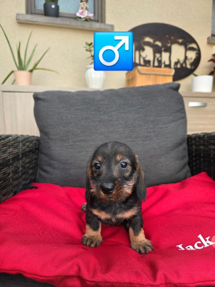 mooie ruwhaar teckel pups, Dieren en Toebehoren, Honden | Teckels en Dashonden, Meerdere dieren, Ruwhaar, Dwerg, Fokker | Professioneel