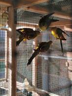 2-0 Bergparkiet, Parkiet