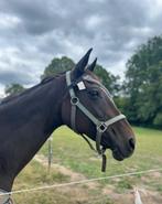 14 jarige Fok/rijpaard met stamboek, Dieren en Toebehoren, Paarden, Merrie, Zadelmak