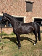 Te koop: prachtige zwarte dressuurmerrie, Dieren en Toebehoren, Paarden, Merrie, Dressuurpaard, Zadelmak, 3 tot 6 jaar