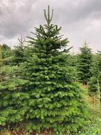 Omorika en Nordman te Riemst 3770, Tuin en Terras, Planten | Bomen, Ophalen, In pot, Overige soorten, 100 tot 250 cm