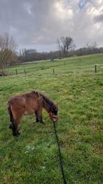We gaan onze vriend verkopen, Dieren en Toebehoren, Pony's
