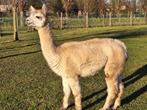 Alpaca merrie, Dieren en Toebehoren, Overige Dieren, Vrouwelijk