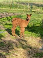 Alpaca hengstjes, Dieren en Toebehoren, Schapen, Geiten en Varkens, Mannelijk, 0 tot 2 jaar