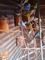 VERSCHILLENDE KLEUREN GRASPARKIETJES met of zonder KOOI, Dieren en Toebehoren, Vogels | Parkieten en Papegaaien, Meerdere dieren