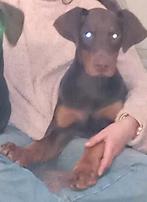 Dobermann puppy, België, Fokker | Hobbymatig, 15 weken tot 1 jaar, CDV (hondenziekte)