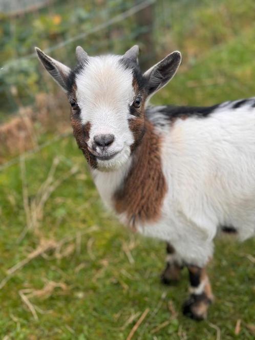 Prachtig handtam dwerggeitje te koop, Dieren en Toebehoren, Schapen, Geiten en Varkens