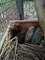 Agapornissen! Baby, Roseicollies, Dieren en Toebehoren