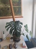 Monstera deliciosa met mospaal + bloempot en onderschaal, Huis en Inrichting, Kamerplanten, Ophalen