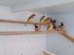 Splitstaartamandines en binsen, Dieren en Toebehoren, Vogels | Overige Vogels