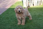 Prachtige medium Labradoodle pups, met stamboom, Dieren en Toebehoren, Parvo, België, Overige rassen, 8 tot 15 weken